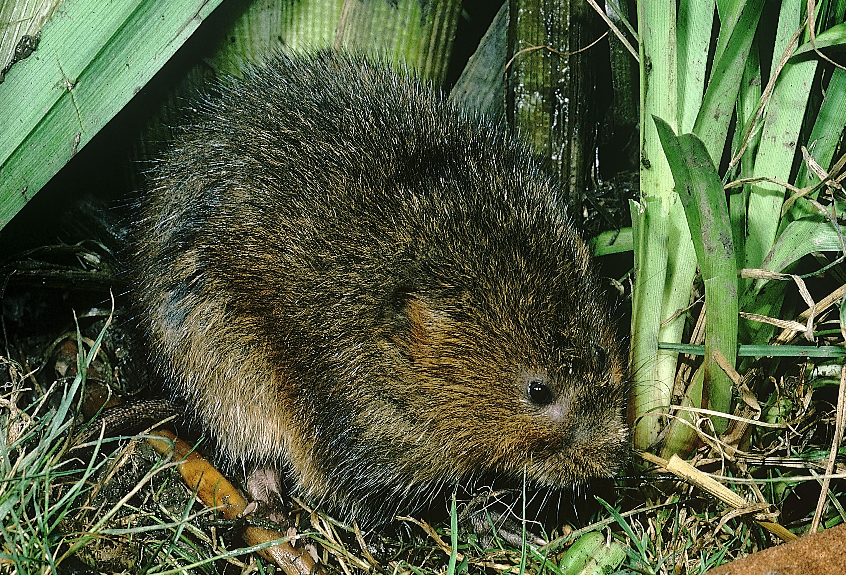 Water vole (CCW)